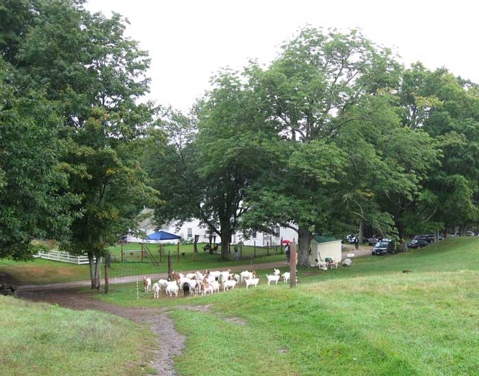 Sheep in farm pasture